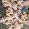 RAW GINGER