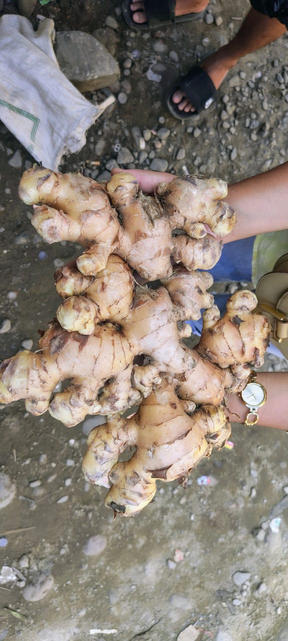 RAW GINGER
