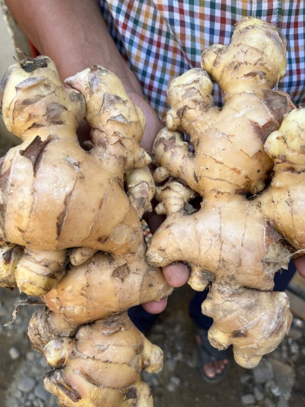 RAW GINGER